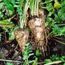 Parsnip Harris Model Seeds prized for nutritious Root Vegetables