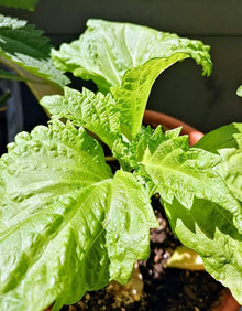 Perilla Frutescens Red Green Shiso Seeds (Perilla frutescens) for colorful blooms in the Herb Balcony Pots