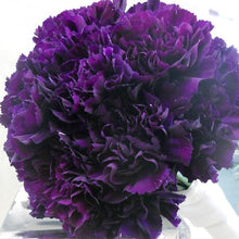 Carnation Dianthus Caryophyllus Heirloom Purple Seeds for seasonal color across the Garden Cut Flowers