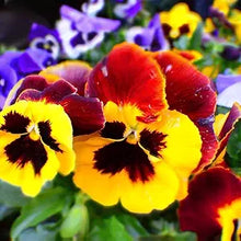 Pansy Viola tricolor for planting in flower bed