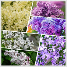 Japanese Lilac Syringa Reticulata flower Seeds for seasonal color across the home garden and decorative landscaping