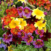 Painted Munds Salpiglossis Flower Plant Seeds for a colorful addition to any planting