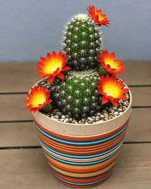 Cactus flower mix  succulent bloom seed pack