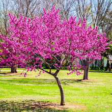 Eastern Redbud Tree Seeds (Canadensis native) for a lasting addition to the Cercis garden flowering tree row