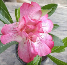 Desert Rose Bonsai Adenium Obesum for Urban Garden Seeds for long-term planting in the Urban Garden