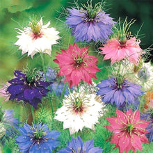 Nigella Love in a Mist Seeds (Nigella damascena) for a bright addition to the cottage garden and planting