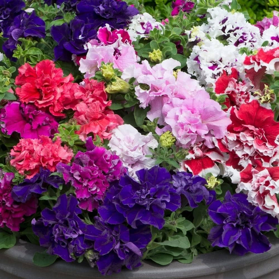 Petunia Petunia Hybrida Double Petals Seeds for colorful blooms in the Hanging Garden Borders
