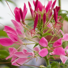 Cleome Rose Regina Seeds for growers seeking a long-blooming display