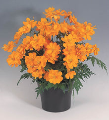 Cosmos Cosmic Series Orange Seeds for growers filling out the Home Garden Flower Bed