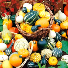 Pumpkin Seeds (Cucurbita pepo) for a reliable harvest in the Decorative Backyard Garden
