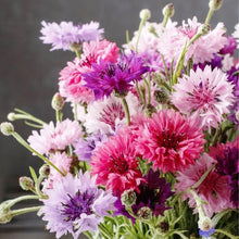 Centaurea Florence Seeds for a bright addition to the flower bed garden