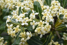 Japanese Cheeswood Pittosporum Tobira Seeds for growers seeking a long-blooming display