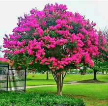 Crepe Myrtle Tree Seeds known for stunning Flowering Trees