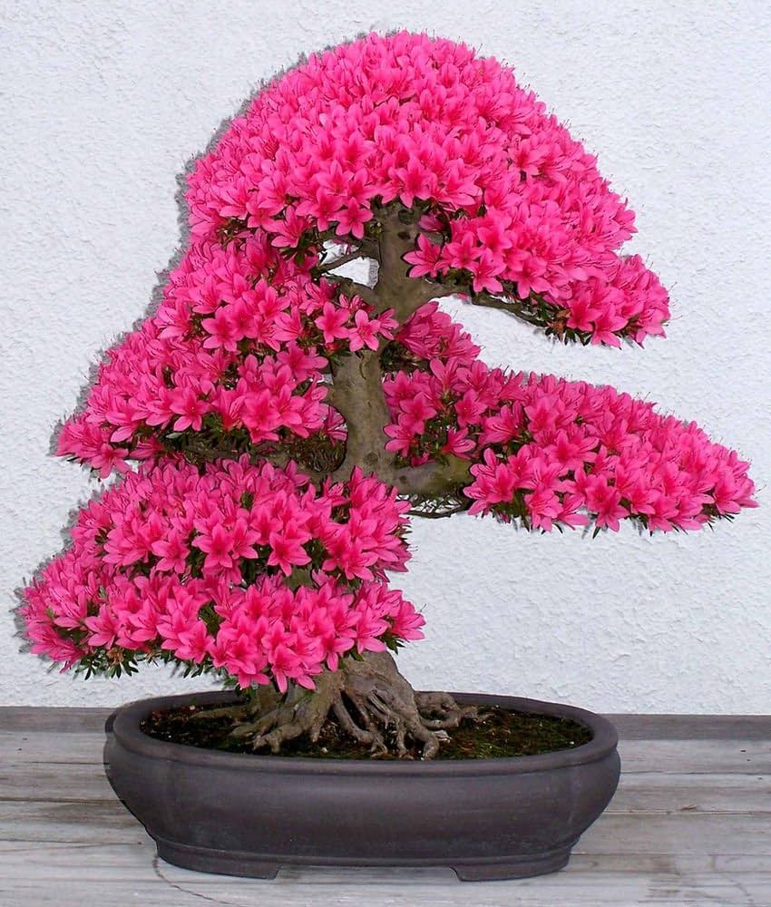 Light Green Azalea (Rhododendron spp.) for bonsai and sakura flower garden
