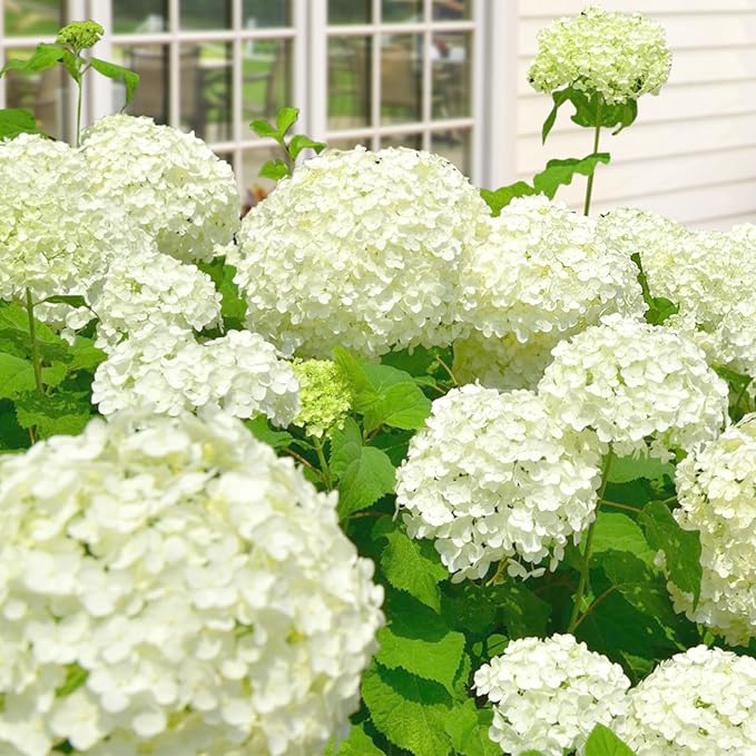 Hydrangea Hydrangea Macrophylla Rare White Perennial Flower Seeds for Planting – Perfect for Outdoor Gardens and Shaded Areas