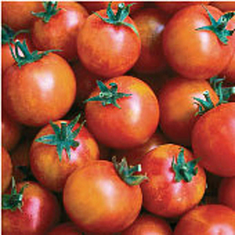 Isis (Candy Tomato Seeds – Sweet Cherry Heirloom with Marbled Skin) for planting in garden