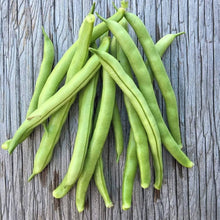 French Bean Candidate Seeds (Phaseolus vulgaris) known for vegetable Urban Farming