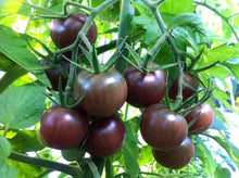 Heirloom Black Currant Tomato Seeds valued by growers for non-GMO, Sweet Tomato Harvests