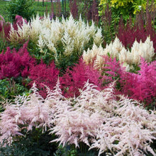 Astilbe Seeds for reliable seasonal color