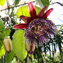 Giant Granadilla Seeds (Passiflora quadrangularis) for sweet homegrown fruit in the tropical garden and vine trellis planting
