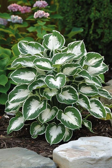 Hosta Lily Seeds (Hosta spp.) for colorful blooms in the shade gardens and ornamental flower beds