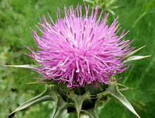 Sow Thistle Herb Plants for growers filling out the Medicinal Herb Garden
