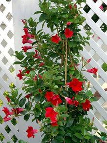 Climbing Mandevilla Sanderi Seeds (Mandevilla sanderi) for trellises and fences in the Vertical Garden