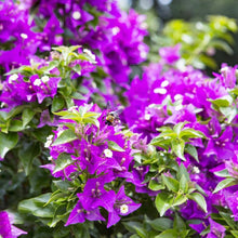 Bougainvillea Spectabilis Seeds for colorful blooms in the Flower Bed & Urban Garden