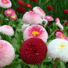 Bellis Perennis Mixed Daisy flower Seeds for a bright addition to the colorful home garden borders