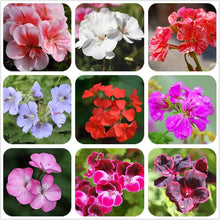 Fresh Pelargonium Seeds for a fragrant addition to the Lavender Mix Garden