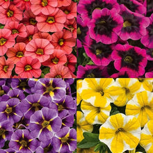 Bonanza Doppel Plicated Petunia Seeds (Petunia hybrida) for a bright addition to the Flower Bed in Home Garden
