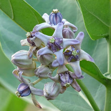 Milkweed Crown Seeds (Asclepias coronaria) for a bright addition to the Garden