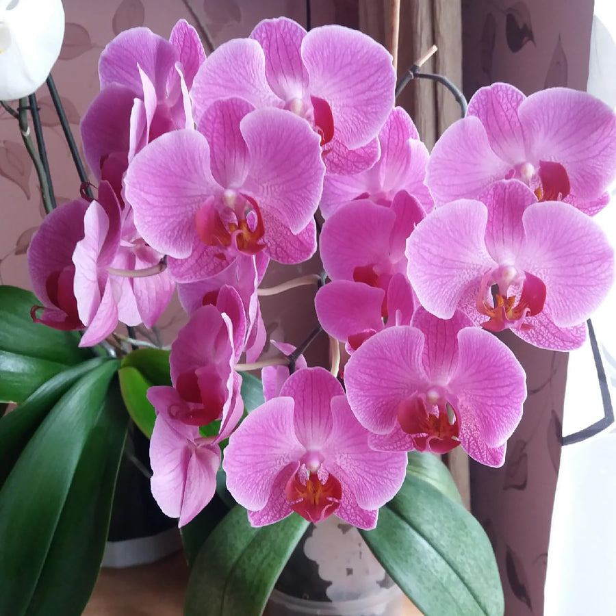 Moth Orchid Phalaenopsis Aphrodite flower seeds for planting in indoor pots and home garden displays - for planting in home garden