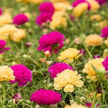 Moss Rose Yellow Seeds valued for vibrant Yellow Moss Roses