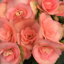 Rose Rieger Begonia Seeds for a bright addition to the Pots
