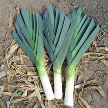 American Flag Leek Seeds for a productive addition to the vegetable patch