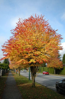 Japanese Katsura Tree ��������� Cercidiphyllum japonicum ��������� for garden planting