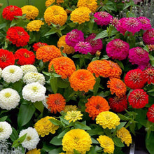 Zinnia Flower Seeds