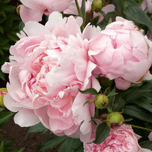 Elegant Pink Peony Seeds valued for bonsai & Potted Plants
