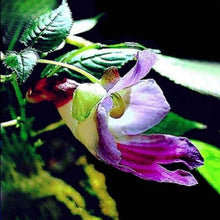 Colorful Parrot Orchid Seeds valued for bonsai & High-Quality Flower Plants