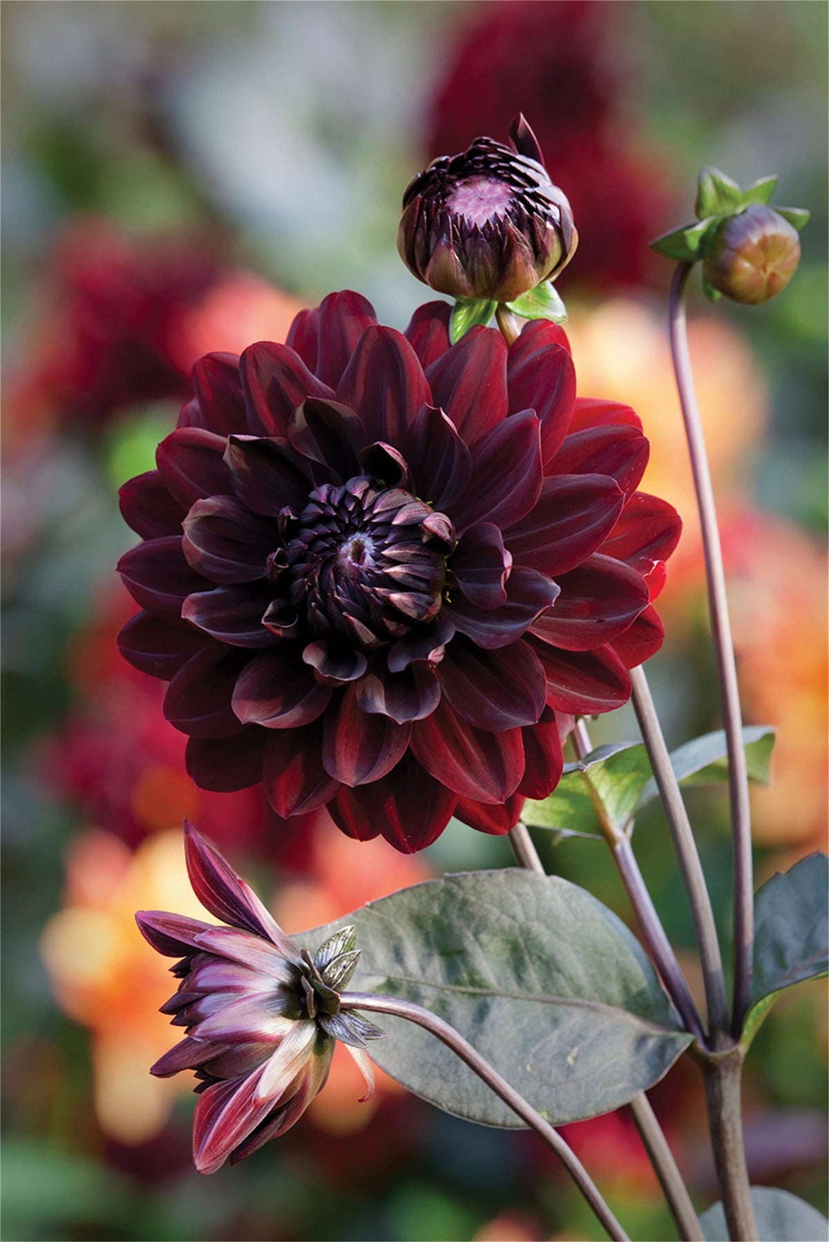 Black Red Dahlia Seeds
