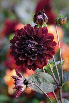 Black Red Dahlia Seeds