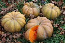 Zucchini Aspn-RAN Pumpkin Seeds known for tender Summer Squash