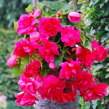 Begonia Seeds (Begonia semperflorens) for colorful blooms in the indoor pots and outdoor gardens