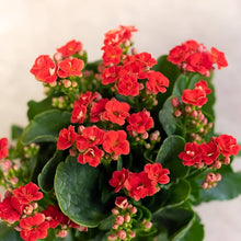 Kalanchoe Kalanchoe blossfeldiana flower seeds for planting in indoor pots and sunny balconies - for planting in home garden