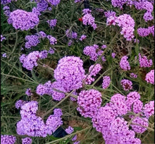Heirloom Blue Vervain Verbena Seeds