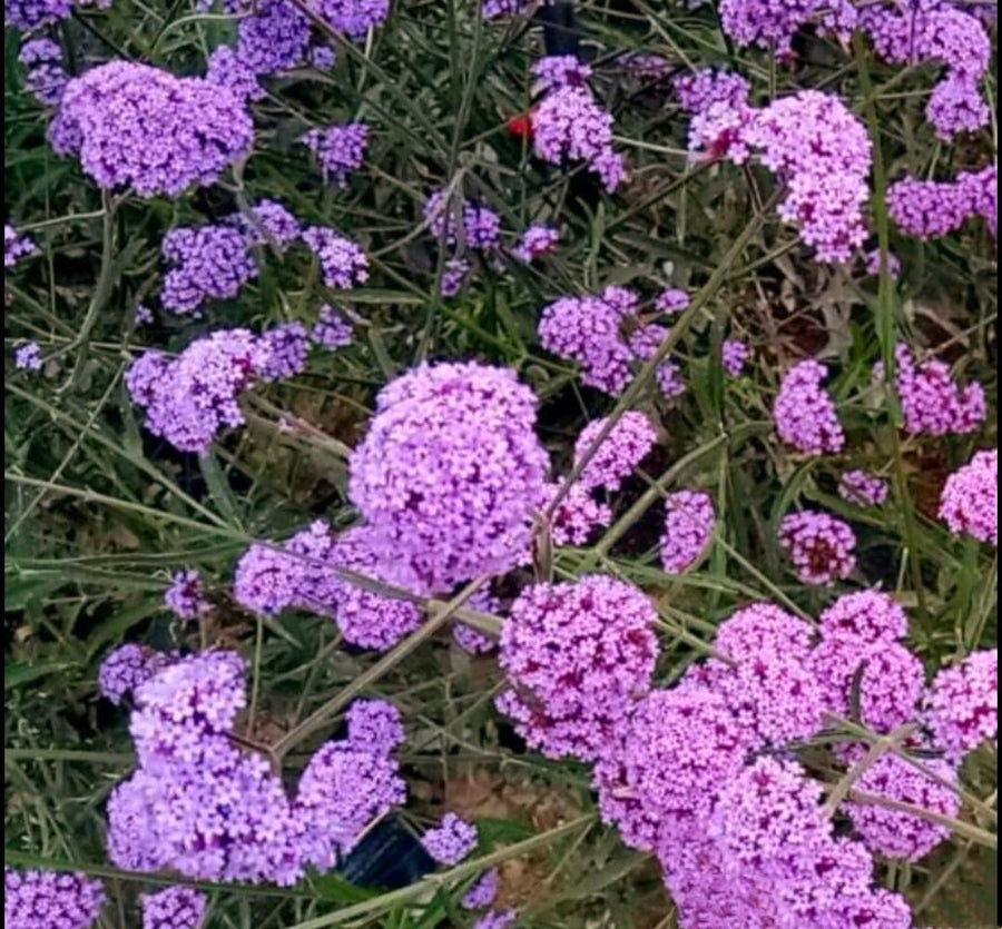 Heirloom Blue Vervain Verbena Seeds
