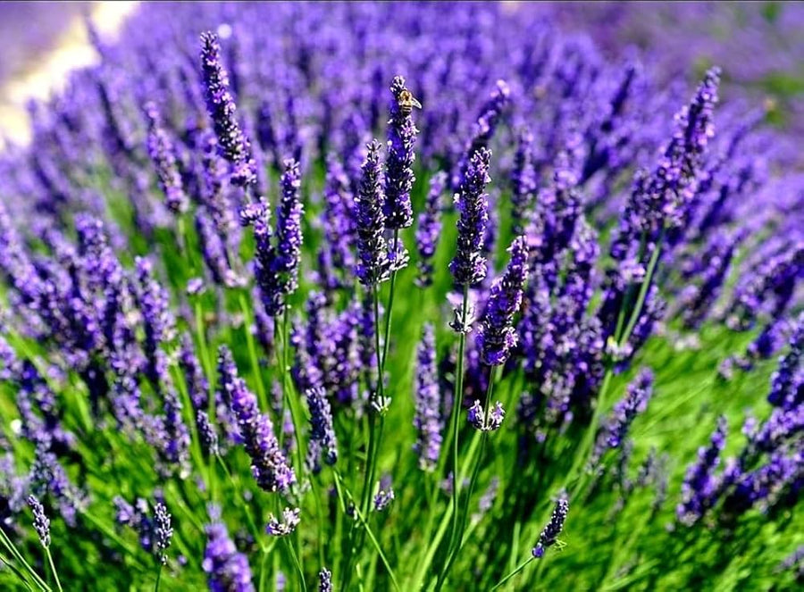 Spica Lavender Herb Seeds
