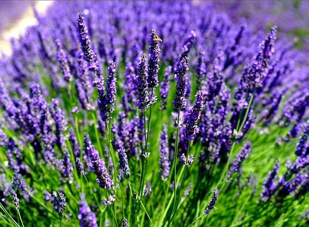 Rosa Lavendel (Lavandula spp.) for garden decoration