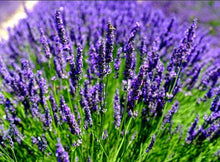Lavender Lavandula X Intermedia French Provence Seeds for a fragrant addition to the Pollinator Gardens